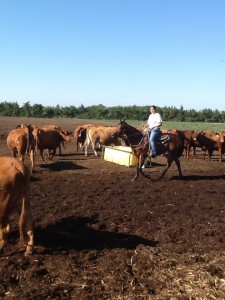 Here, I am checking a pen full of cattle.