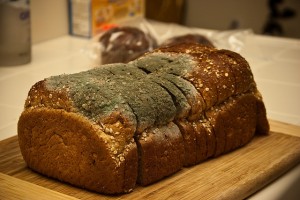 moldy-bread-on-countertop-flickr1