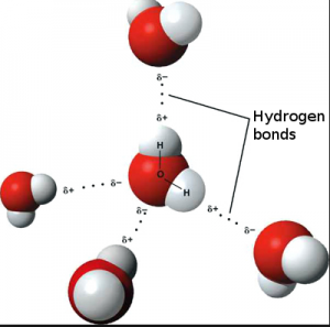water molecule h bond